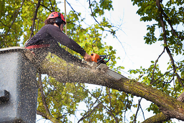 Reliable Savage, MD Tree Services Solutions