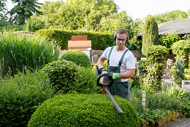 How Our Tree Care Process Works  in  Savage, MD