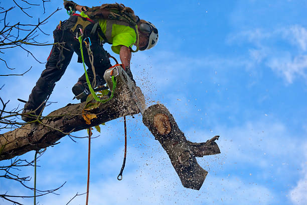 Best Hedge Trimming  in Savage, MD